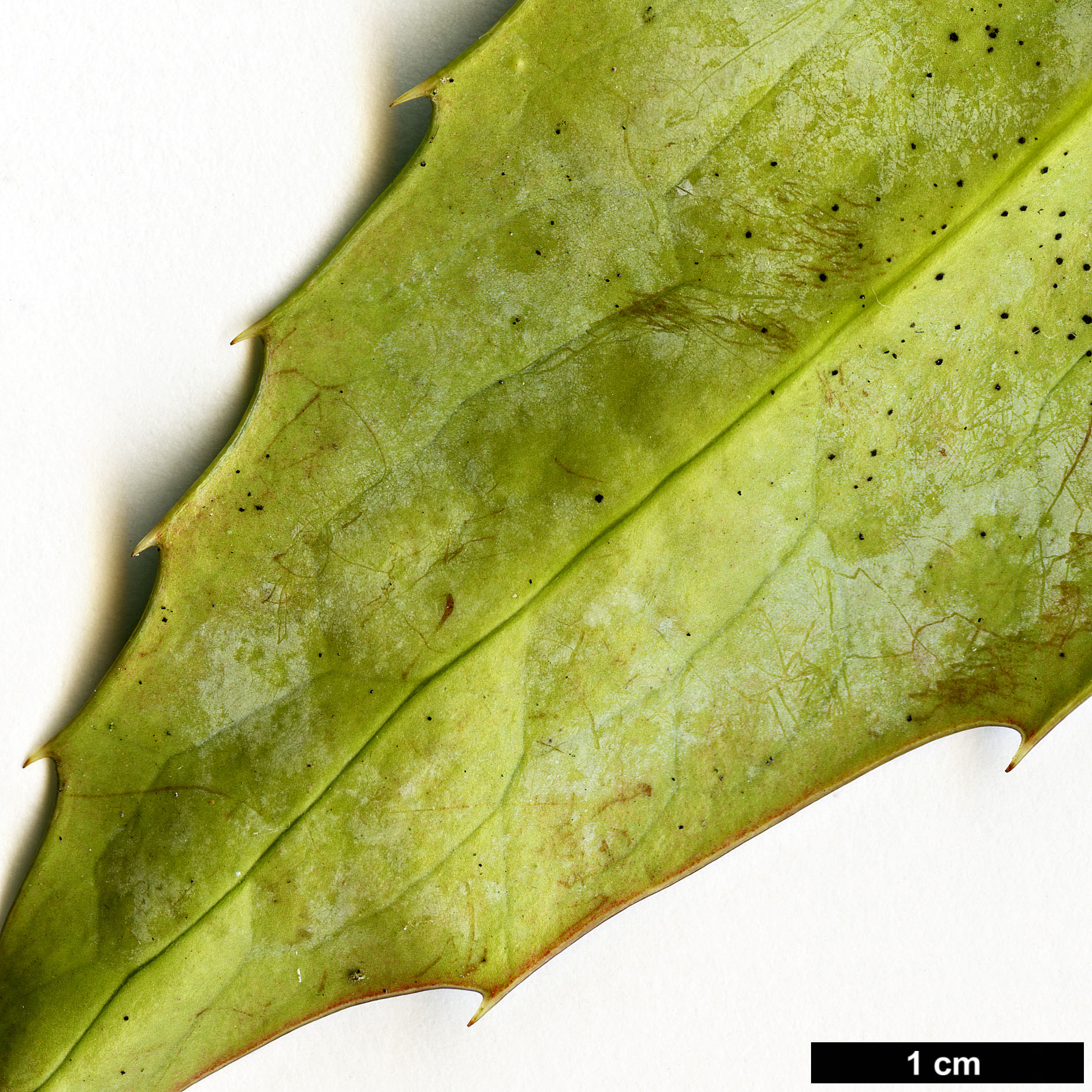 High resolution image: Family: Berberidaceae - Genus: Mahonia - Taxon: ×savilliana (M.eurybracteata × M.gracilipes)